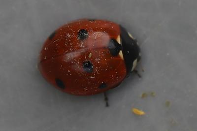 <i>Coccinella septempunctata</i>