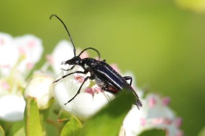<i>Rutpela nigra</i>