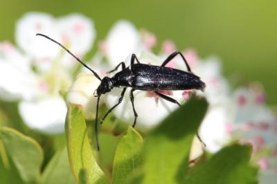 <i>Rutpela nigra</i>