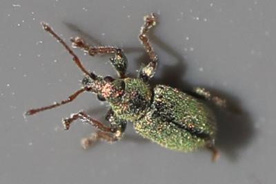 <i>Phyllobius betulinus</i>