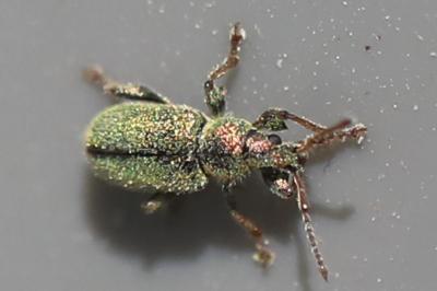 <i>Phyllobius betulinus</i>