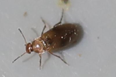 <i>Anaspis maculata</i>