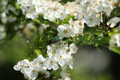 <i>Cetonia aurata</i>