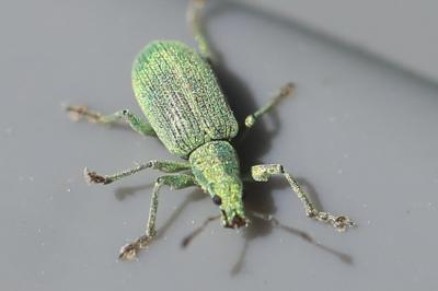 <i>Polydrusus planifrons</i>