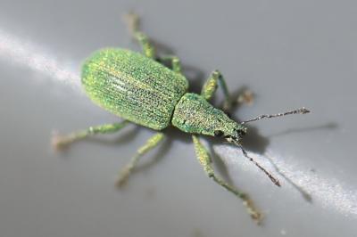 <i>Polydrusus planifrons</i>