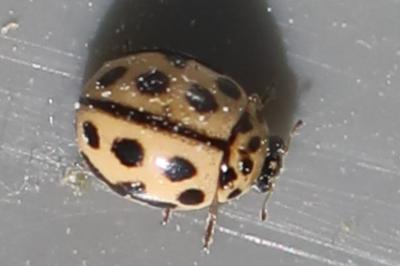 <i>Tytthaspis sedecimpunctata</i>