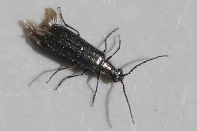 <i>Dasytes aeratus</i>