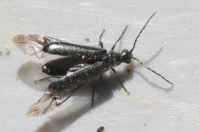 <i>Dasytes aeratus</i>