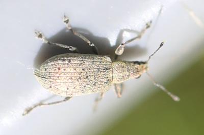 <i>Polydrusus cervinus</i>