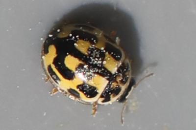 <i>Propylea quatuordecimpunctata</i>