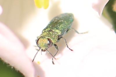 <i>Anthaxia nitidula</i>