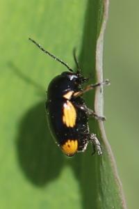 <i>Cryptocephalus moraei</i>