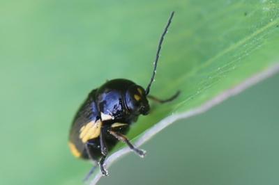 <i>Cryptocephalus moraei</i>