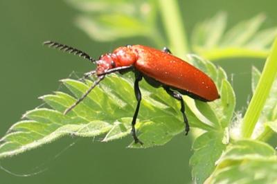 <i>Pyrochroa serraticornis</i>