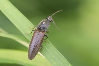 <i>Athous haemorrhoidalis</i>