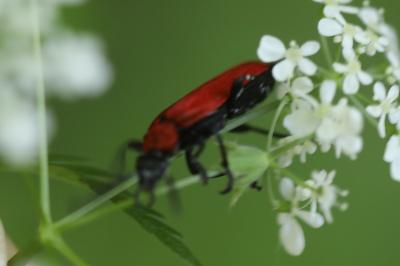 <i>Pyrochroa coccinea</i>