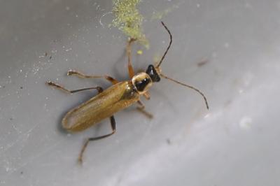 <i>Cantharis decipiens</i>