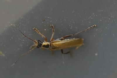 <i>Cantharis decipiens</i>