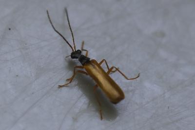 <i>Rhagonycha lignosa</i>