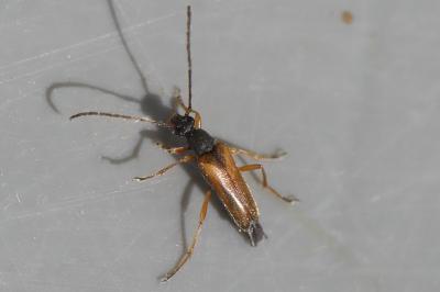 <i>Alosterna tabacicolor</i>