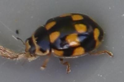 <i>Propylea quatuordecimpunctata</i>
