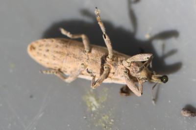 <i>Lixus ochraceus</i>