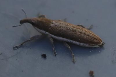 <i>Lixus ochraceus</i>