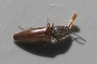 <i>Athous haemorrhoidalis</i>
