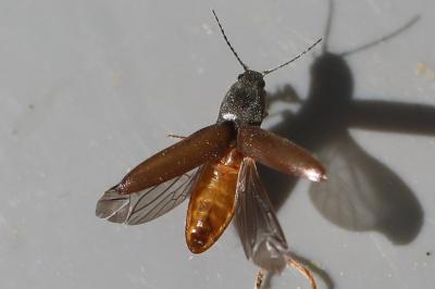 <i>Athous haemorrhoidalis</i>