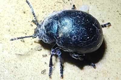 <i>Timarcha goettingensis</i>