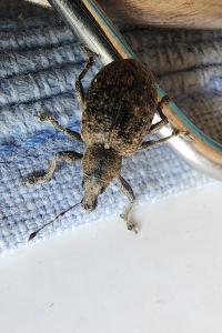 <i>Liophloeus tessulatus</i>
