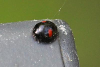 <i>Chilocorus renipustulatus</i>