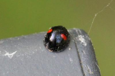 <i>Chilocorus renipustulatus</i>