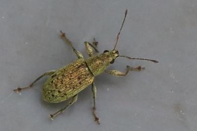 <i>Polydrusus cervinus</i>