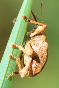 <i>Curculio pellitus</i>