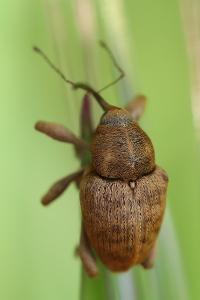 <i>Curculio pellitus</i>