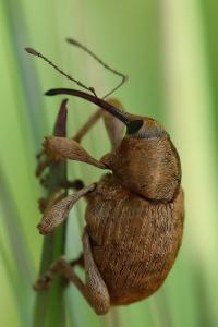 <i>Curculio pellitus</i>