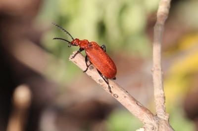 <i>Pyrochroa serraticornis</i>
