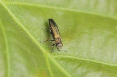 <i>Agrilus</i>