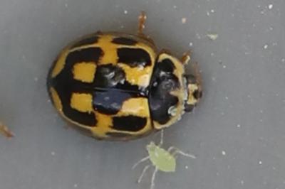 Coccinelle à damier