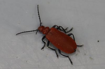 <i>Pyrochroa serraticornis</i>