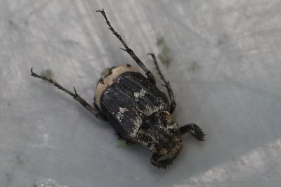 <i>Valgus hemipterus</i>