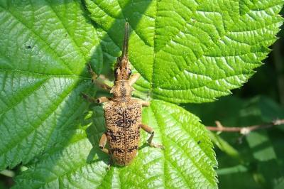 <i>Rhagium sycophanta</i>