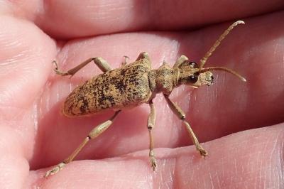 <i>Rhagium sycophanta</i>