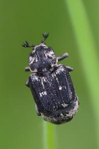 <i>Valgus hemipterus</i>
