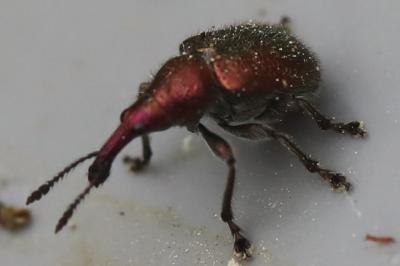 <i>Rhynchites auratus</i>