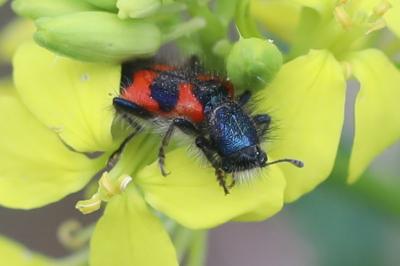 <i>Trichodes alvearius</i>
