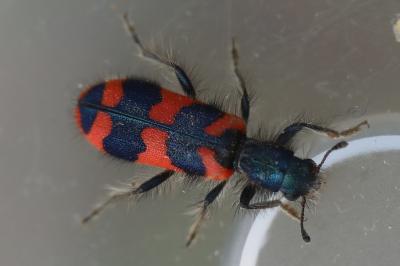 <i>Trichodes alvearius</i>