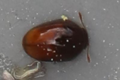 <i>Stilbus testaceus</i>