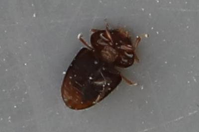 <i>Stilbus testaceus</i>